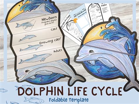 Foldable Dolphin Life Cycle Learning Activity For Kids A4 Etsy Singapore