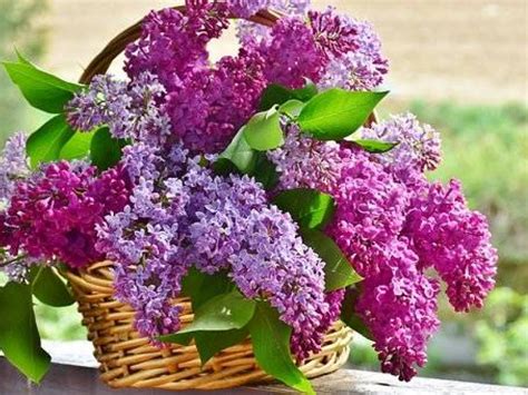 I would not expect a significant difference between the basic common lilac and a hybrid, unless the hybrid includes a particularly fast or slow growth pattern as one of its characteristics. IN THE GARDEN: Growing lilacs | The Alaska Star