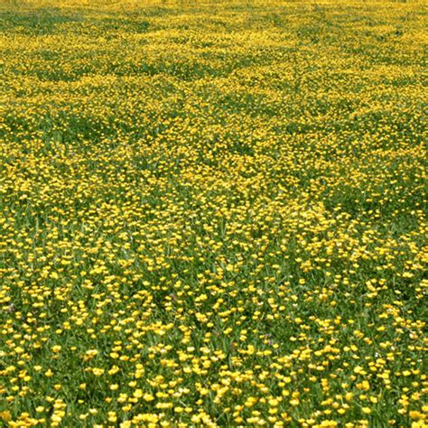 A perfect, lush, green carpet of a lawn is the ultimate dream for many homeowners. AgPest » Creeping buttercup