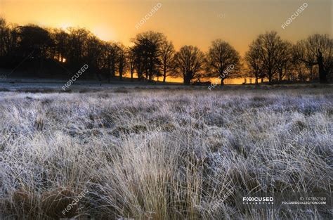 Frosty Fields Towards Silhouettes Of Trees — Horizon Plants Stock