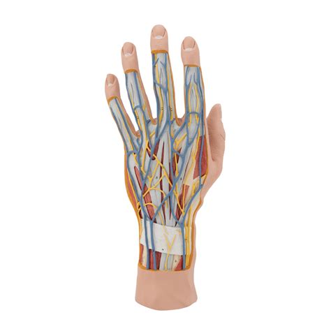 The most common muscles and bones material is stone. Life-Size Hand Model with Muscles, Tendons, Ligaments ...
