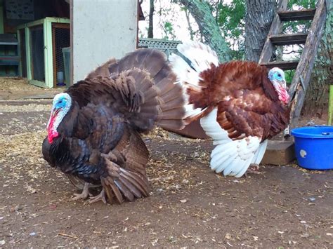 Turkeys Vs Chickens Top 3 Differences Red Rock Farmstead