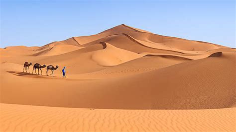Detritivores In The Sahara Desert