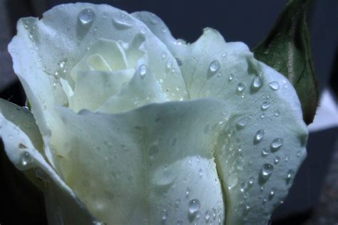 Download Delicate Lime Green Rose With Water Droplets Wallpaper 254147