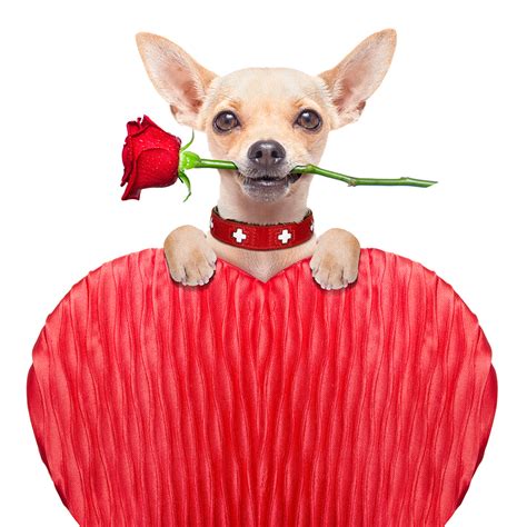 7 Valentines Day Stories That Will Cheer You Up