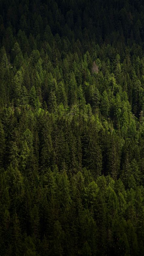 Download Wallpaper 1440x2560 Forest Trees Aerial View Green