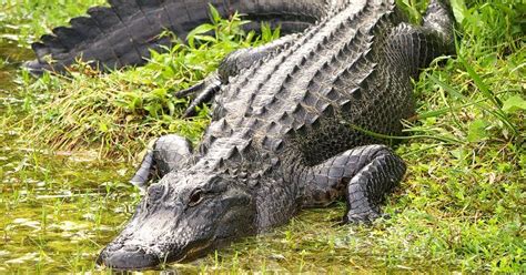 Police Find Alligator With Human Body In Its Mouth Your Daily Dish