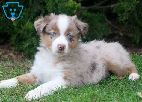Mini Australian Shepherd Puppies For Sale Under $500 / Southern Charm Mini Aussies Winston Ga
