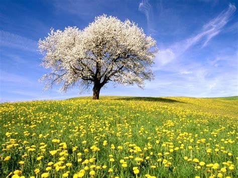 Löwenzahn blumen in mannertstraße 22, allach in der kategorie einkaufen & shoppen hat am freitag 10 stunden geöffnet und öffnet normalerweise um 08:00 und schließt um 18:00. Löwenzahn Bilder - eine kleine gelbe Blume auf allen ...
