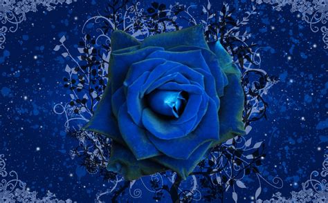 Blue Roses Wallpapers Hd Background Images Photos Pictures Yl