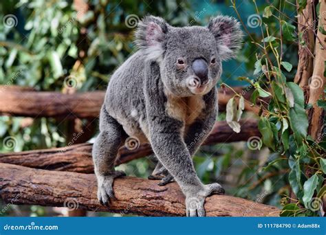 Cute Huge Koala Walking On A Tree Branch Eucalyptus Stock Photo Image