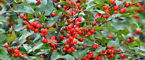 Meadow View Growers How To Care For Winterberry Holly