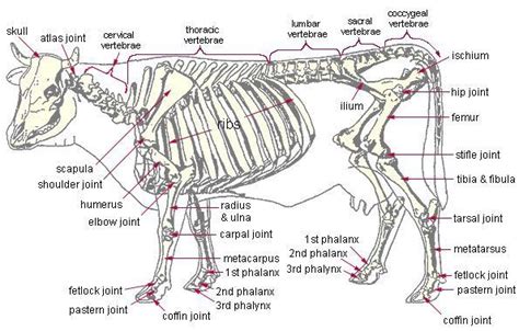 Anatomy - Cow Skeleton | Cattle | Large animal vet, Vet medicine, Anatomy