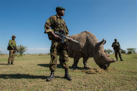 It Takes A Village To Protect A Rhino The New York Times