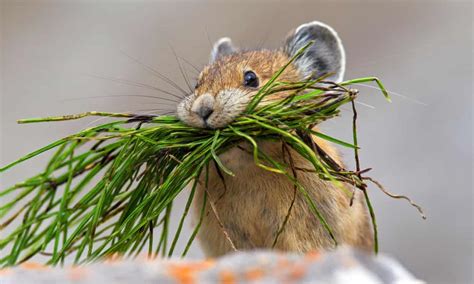 American Pika Vanishing From Western Us As Habitat Lost To Climate