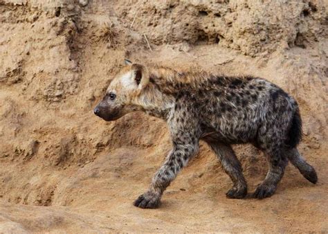 33 Wild Spotted Hyena Facts Crocuta Crocuta Diet Cubs