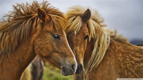 Beautiful Horses Wallpapers Wallpaper Cave