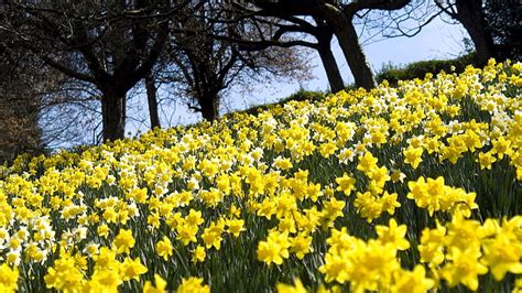 Yellow Daffodil Field Daffodils Flowers Slope Trees Clearing