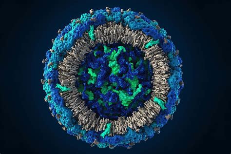Zika virus is transmitted to people through the bite of an infected aedes mosquito. This is what the Zika virus looks like close up - probably ...
