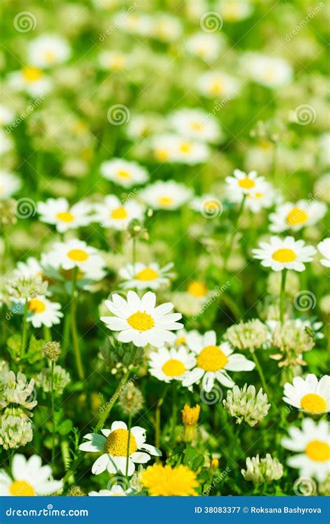 Wild Camomile Flowers Stock Image Image Of Herbal Natural 38083377