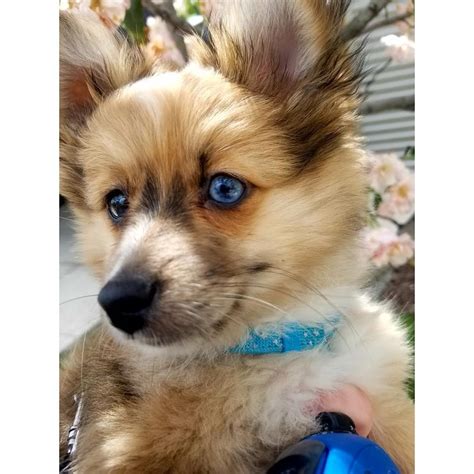 Kennel hounds, dogs and all kinds of cats Aussie Pom Charles (With images) | Hybrid dogs, Shepherd ...