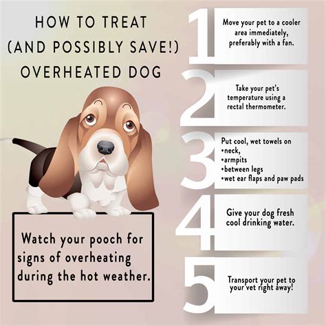 Fidos Stay Cation Learn About Heat Exhaustion In Dogs