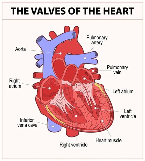 Las Válvulas Del Corazón Ilustración Del Vector Ilustración De Ciencia