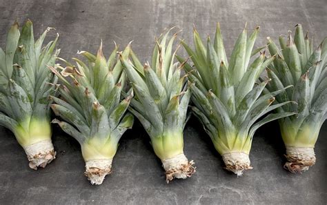 Growing Pineapples From Tops Pip Magazine