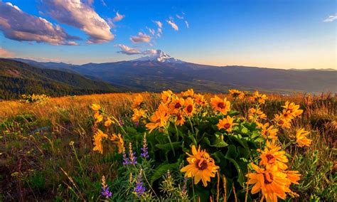 Mount Hood Sunset Flowers Blue Sky Summer Volcano Oregon Oregon