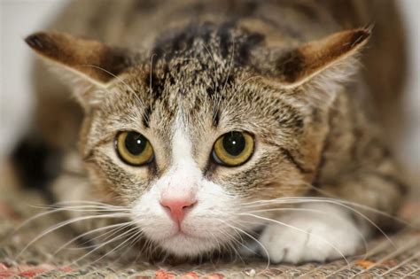 Understanding Your Anxious Cat Pia