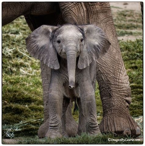 30 Cute And Funny Baby Elephant Images That Will Brighten Up Your Day