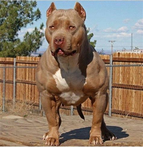 The Top 10 Worlds Most Dangerous Dog Breeds 2024 Pictures