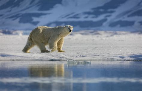 Whats Happening To Polar Bears And Narwhals As Arctic Ice Melts