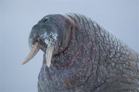 Monitoring Walrus From Space To Understand Their Plight Wwf Arctic