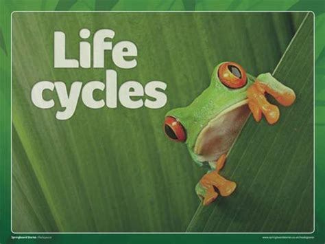 Springboard Stories Life Cycle Slideshow A Great Resource For Looking