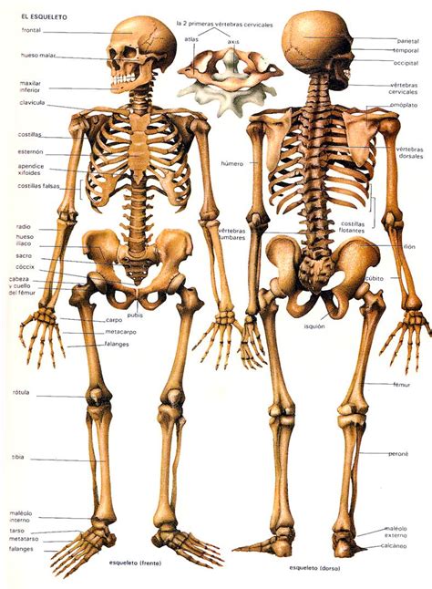 Los Huesos Del Cuerpo Humano El Cuerpo Humano