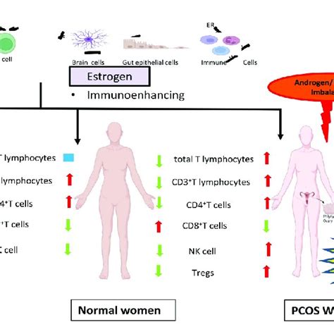 Schematic Representation Of The Role Of Sex Steroids In The Immune Download Scientific Diagram