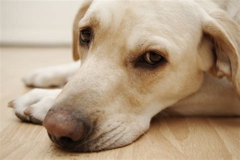 Hair loss in dogs can range from hair falling out in clumps, to bald patches with scabs. 8 Possible Reasons For Your Dog's Excessive Hair Loss