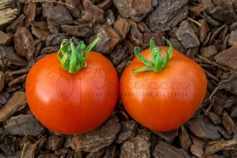 Polish Dwarf Tomato Vertiloom