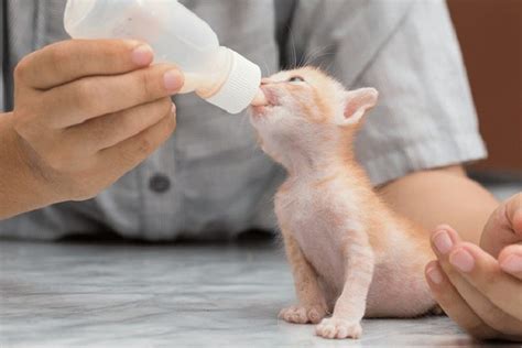 غذای بچه گربه تازه متولد شده را خودتان درست کنید نکات مهم پت شاپیکو