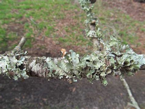 How To Get Rid Of Lichen On Fruit Trees Fruit Trees