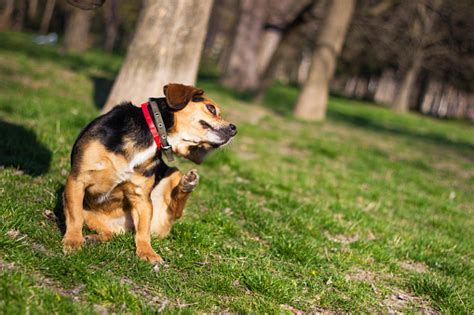 Dog Scratching Himself Stock Photo Download Image Now Istock