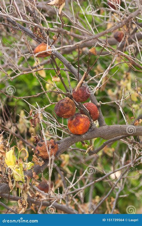 Sick Orange Tree With Aged Oranges Stock Photo Image Of Orange