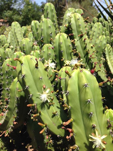 If you grow your moon cacti in a small pot, it will be more than enough if you. Myrtillocactus San Bartolo: Many species of cacti and ...