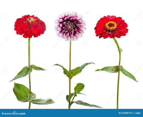 Three Flowers Isolated On White Stock Photo Image Of Botanic Line