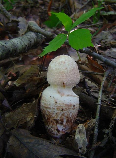 Amanita Daucipes At Indiana Mushrooms