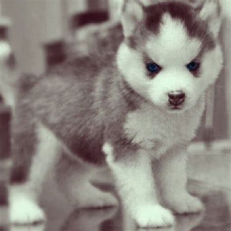 Locating a pet may be challenging at this time since they are in very higher demand from customers presently. Pomsky fast becoming the new small fashion dog | Pomsky ...