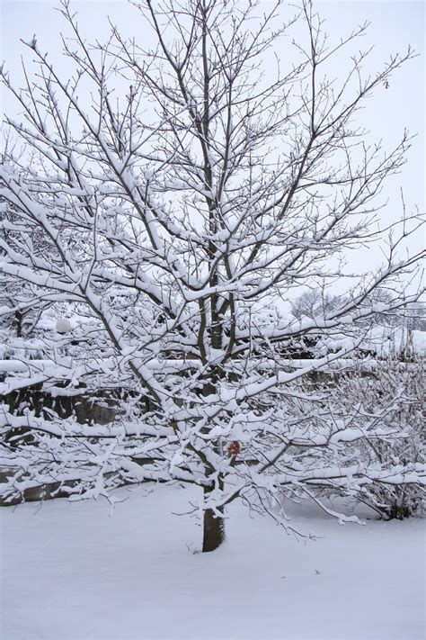 Free Snow Covered Tree Stock Photo