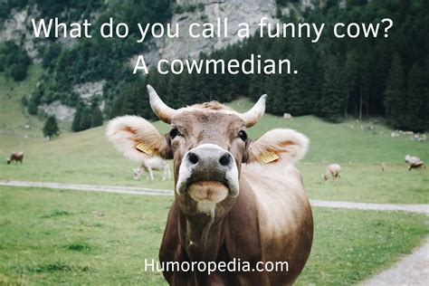 45 Best Funny Cow Puns And Jokes To Make You Smile Away