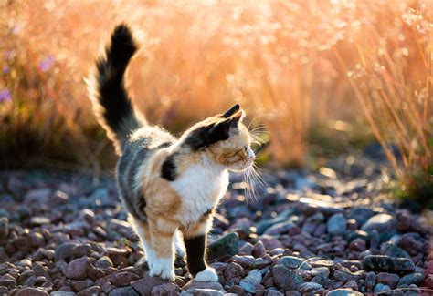 Calico Cat Walking On Gray Stone Field During Daytime Close Up Photo Hd